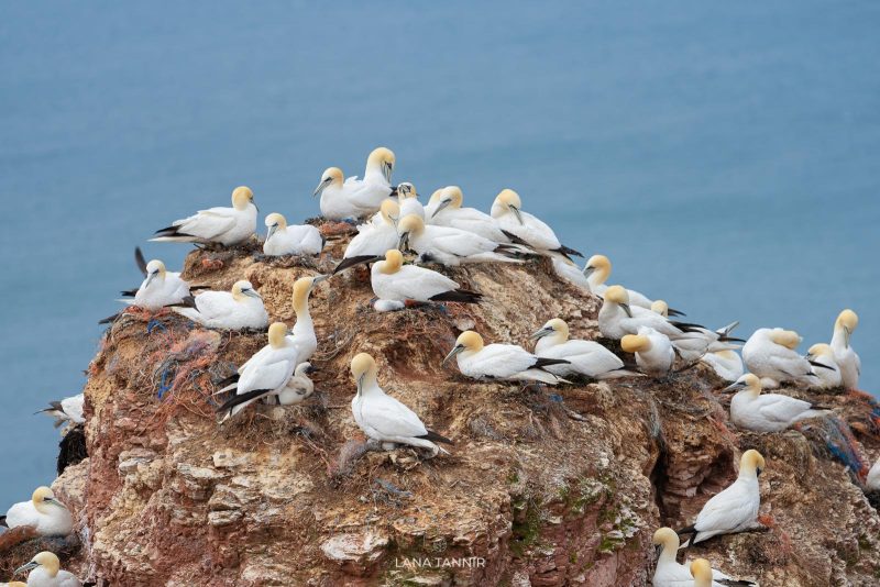 plastic pollution affects sea bird colonies