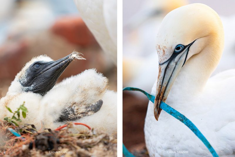 plastic pollution affects sea birds in North Sea