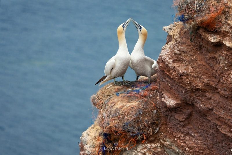 mated pair of northern gannets