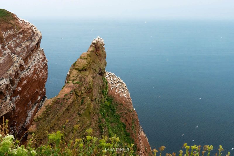 gannet breeding cliffs Germany North Sea