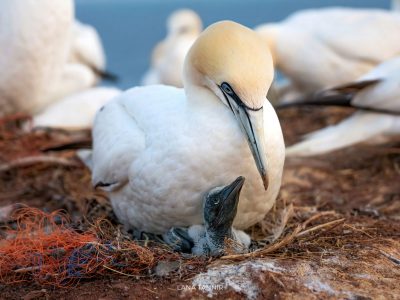 gannet and chick nesting in plastic