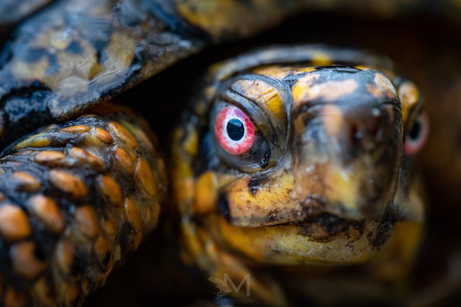 Wildlife Photography Tutorials - Nature TTL