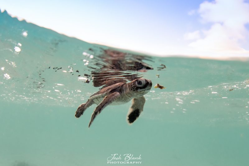 sea turtle hatchling photography