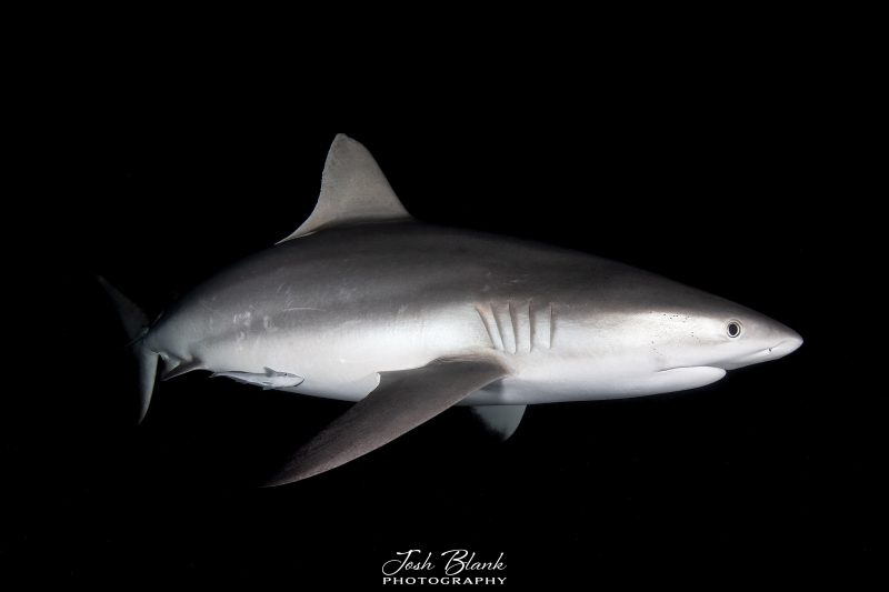 underwater photography Great Barrier Reef grey reef shark