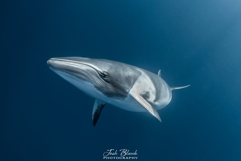 minke whale underwater photography