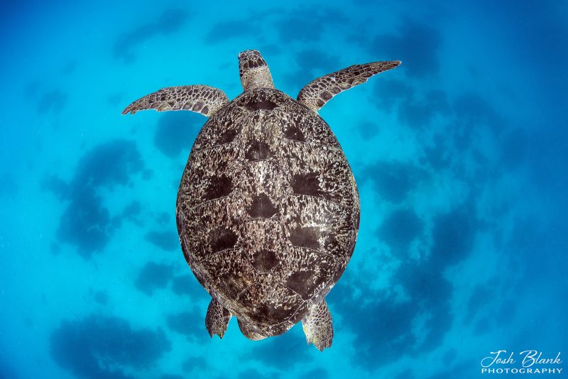 Green sea turtle underwater photography