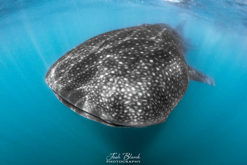 how to photograph whale sharks Baja California