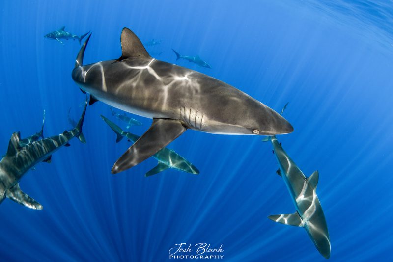 How to photography sharks in Baja California