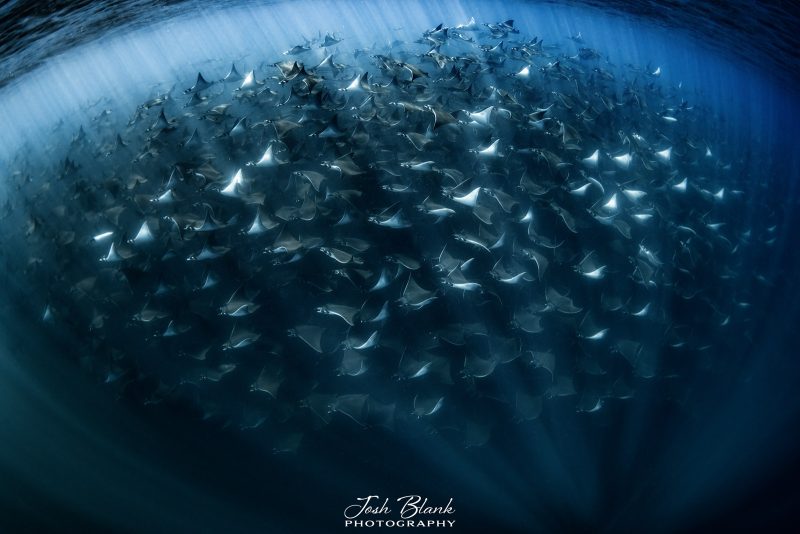 mobula ray fever underwater photography