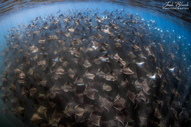 Photographing rays underwater Baja California