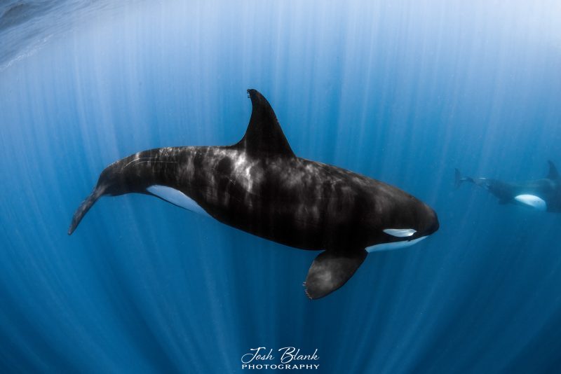 underwatr photo of killer whales in Baja California