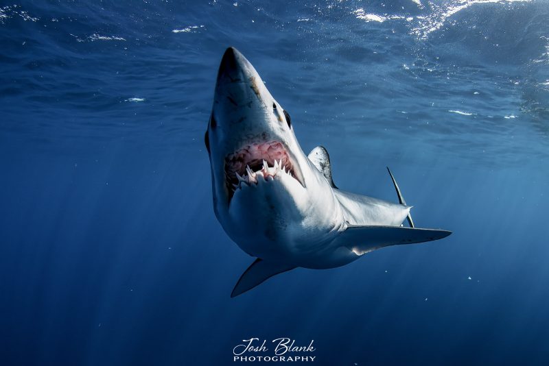 Photographing mako shark