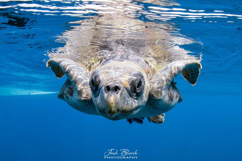 Oliver Ridley sea turtle photography