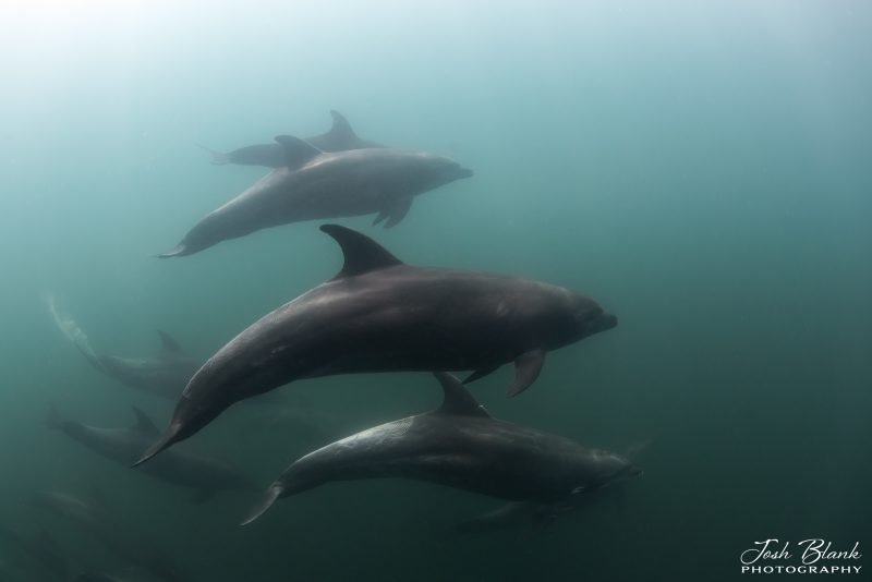 how to photograph dolphins underwater Baja California