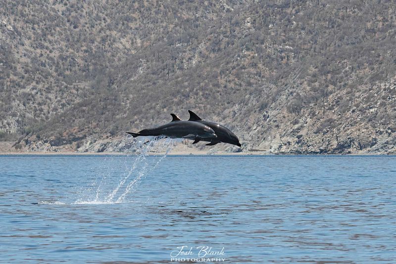 photographing dolphins Baja California
