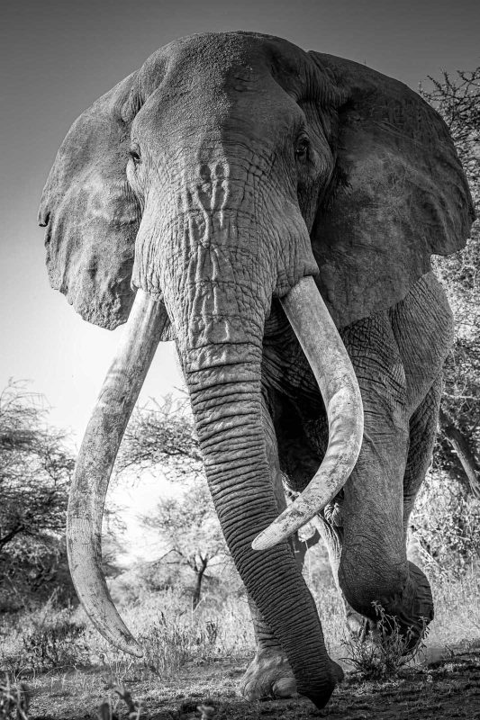 photographing a super tusker