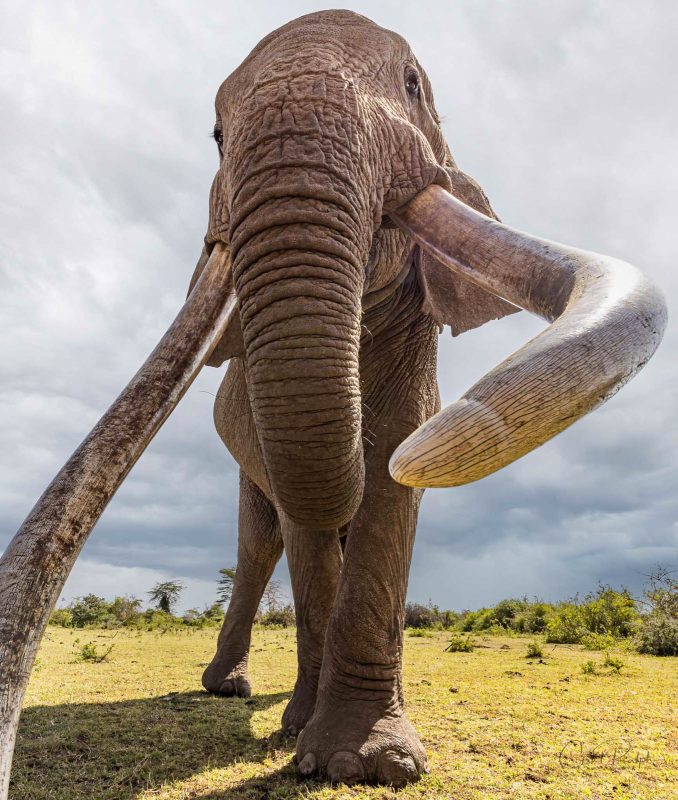 Craig super tusker elephant Kenya