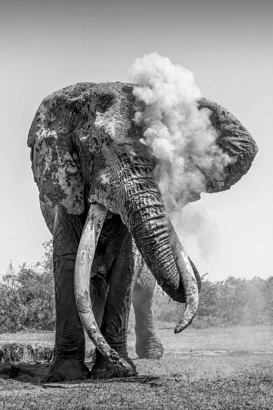 Craig super tusker elephant photograph