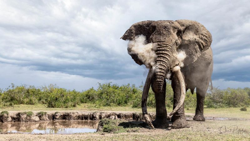 photographing a super tusker