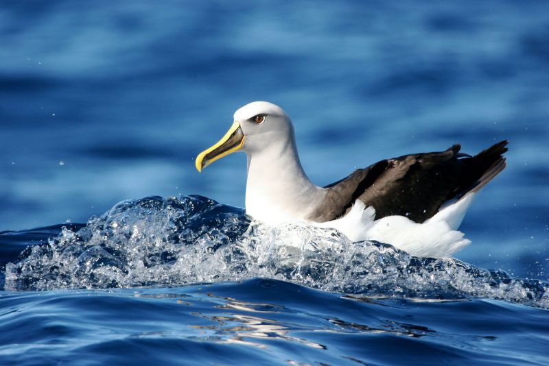 Bullers Albatross Inger Vandyke