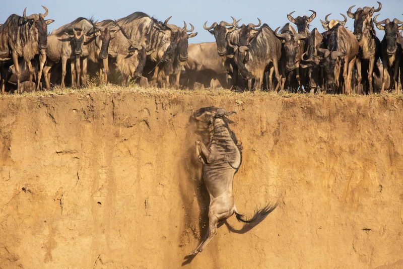 wildebeest photo inger vandyke