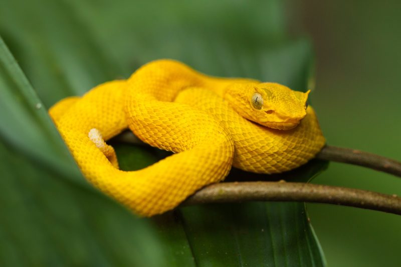 photographing snakes in Costa Rica