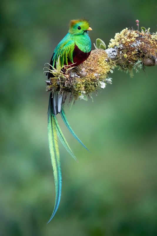 bird photography Costa Rica