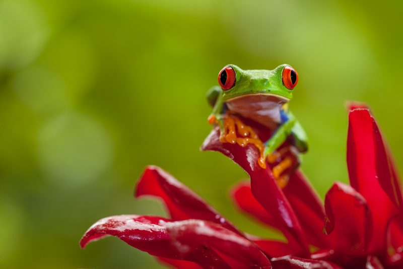 red eyed tree frog photography