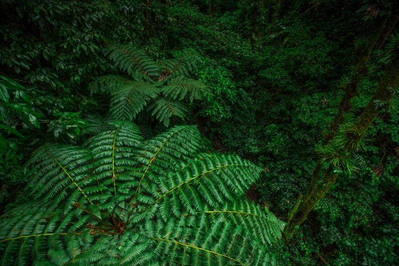 rainforest photography Costa Rica