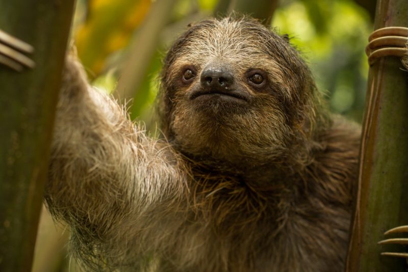 how to photograph sloths