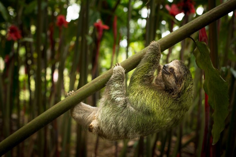 costa rica wildlife photography sloth