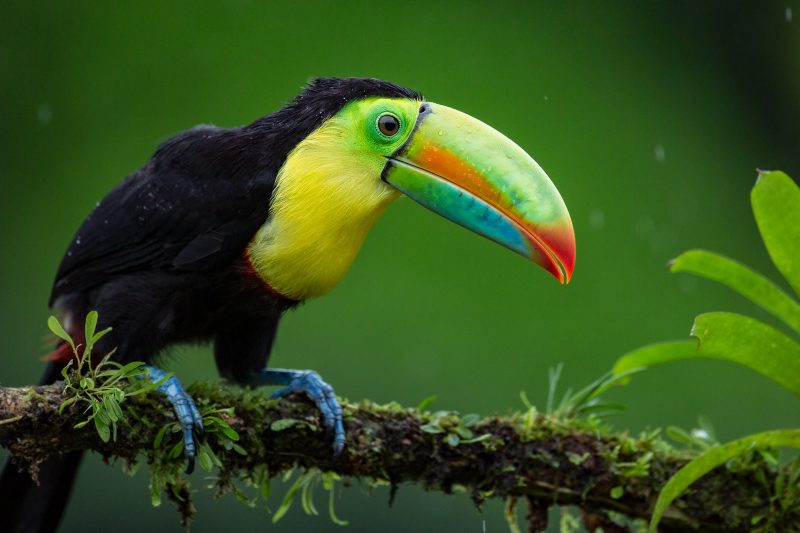 bird photography Costa Rica toucan
