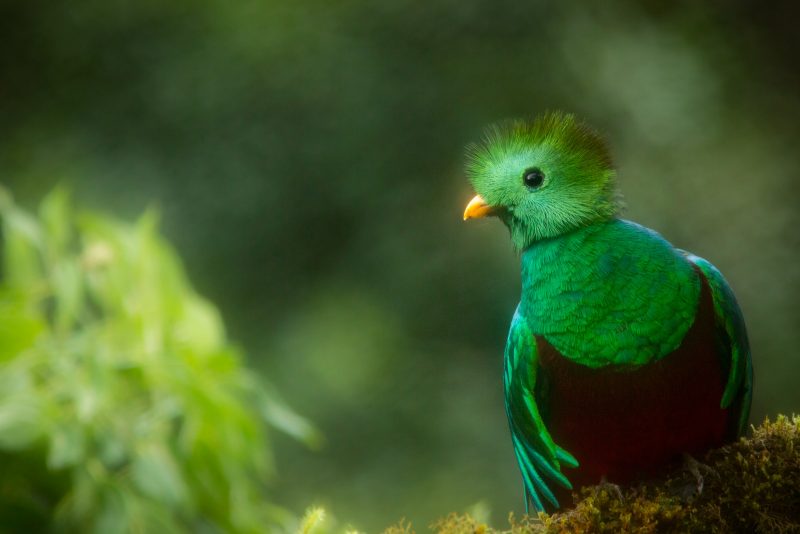 Bird photography in Costa Rica