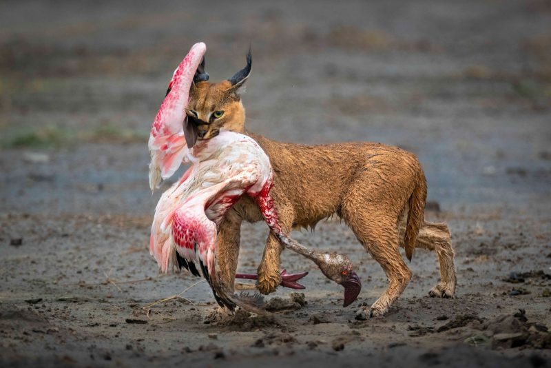 nature ttl POTY winner caracal with flamingo