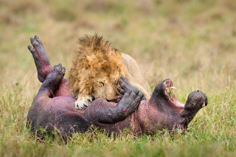 Lion hunting a youg hippo