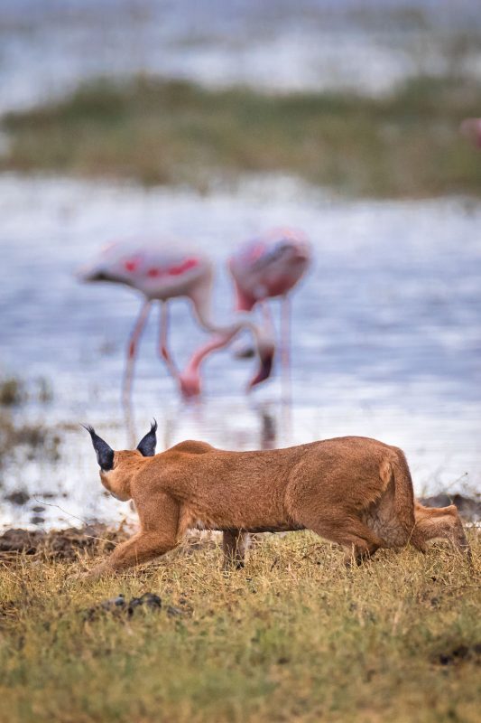 caracal hunting flamingo