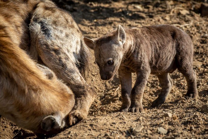 hyena birth caught on camera