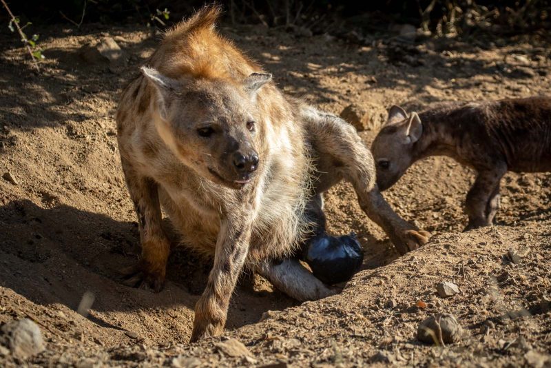 hyena giving birth to newborn cub