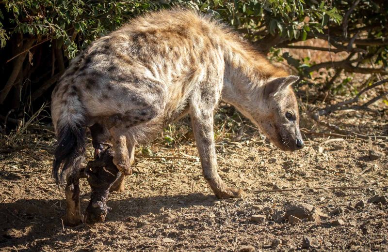 wild hyena giving birth