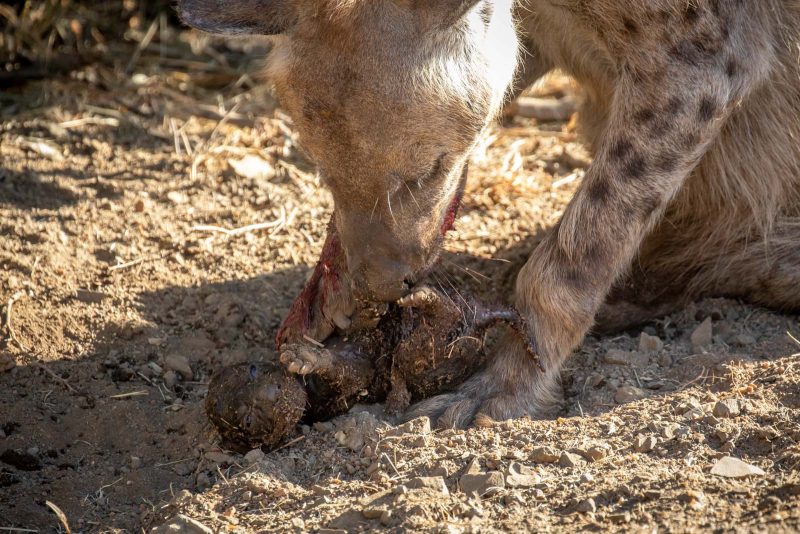 newborn hyena photograph
