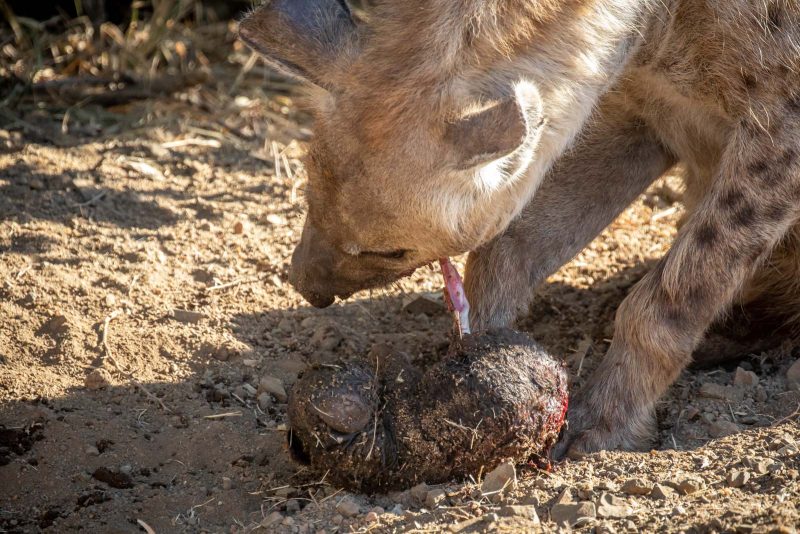 newborn hyena cub
