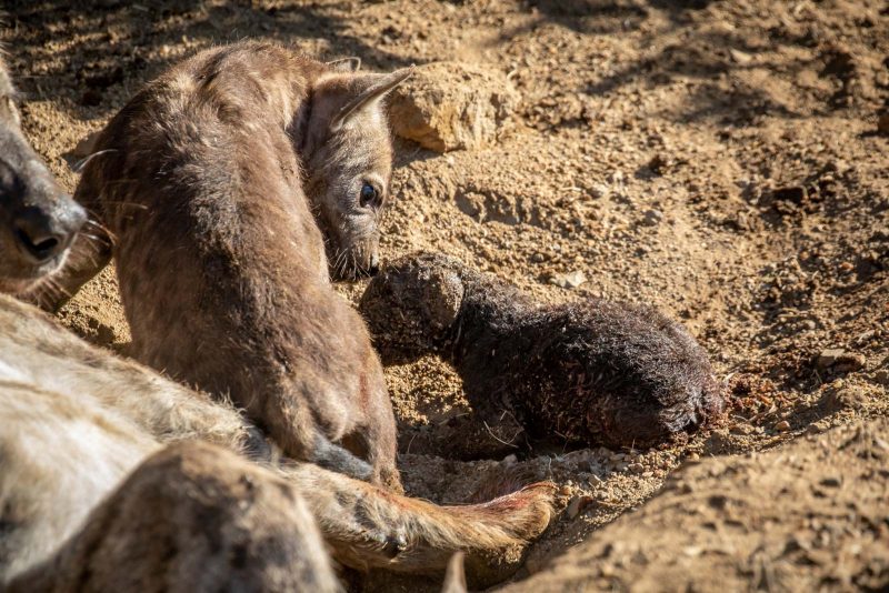 newborn hyena with sibling