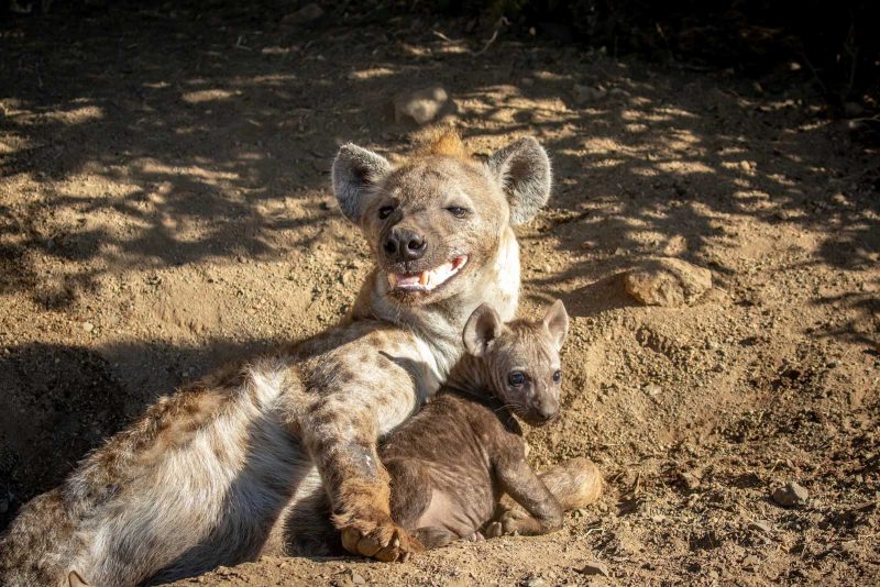 hyena and cub