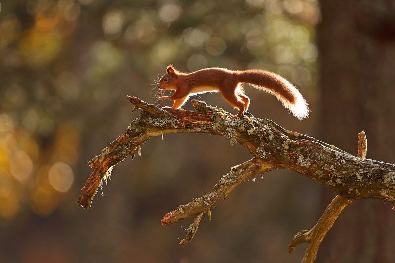red squirrel cairngorms photography tips