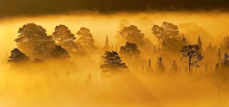 misty tree photography