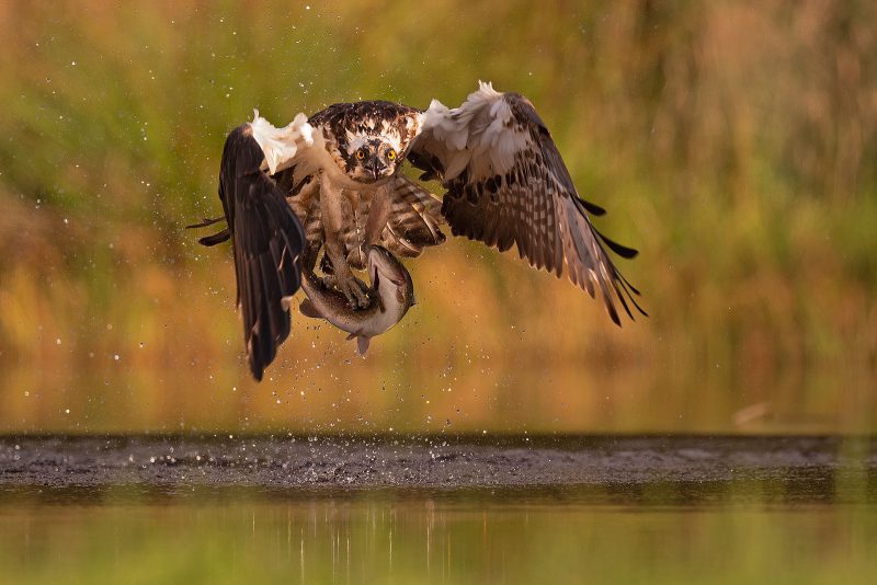 osprey cairngorms national park