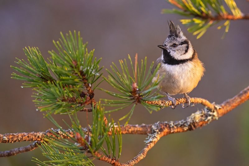 crested tit cairngorms