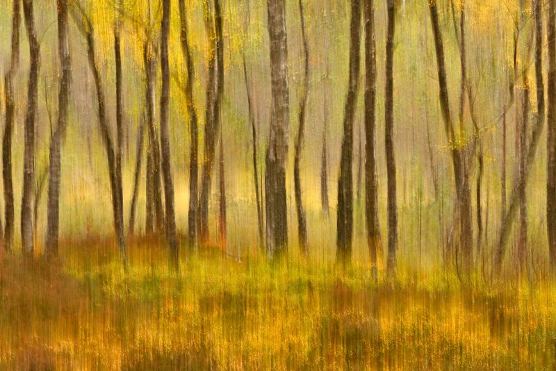 Intentional camera movement trees