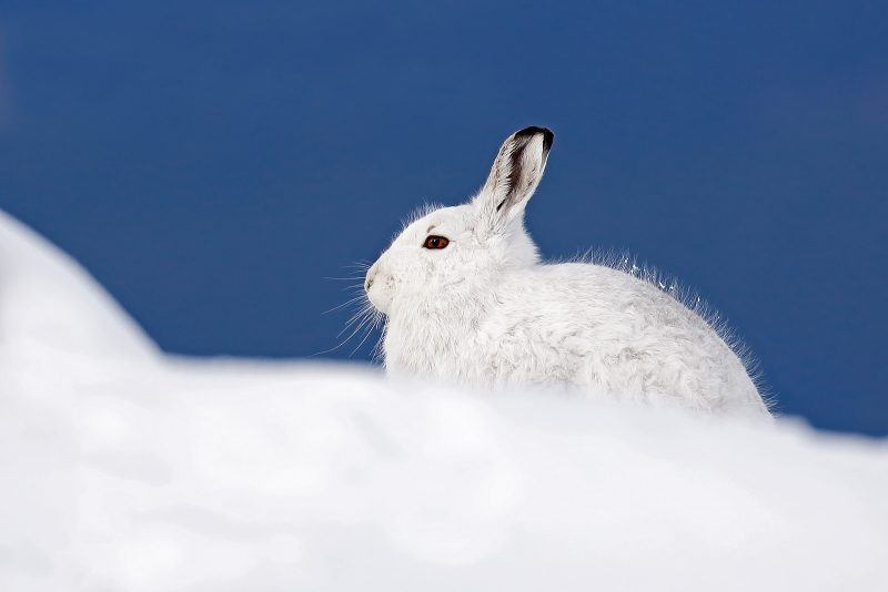 mountain hare scotland winter photography
