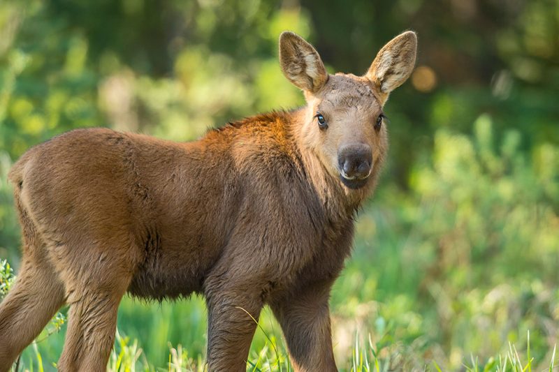 baby moose photograph